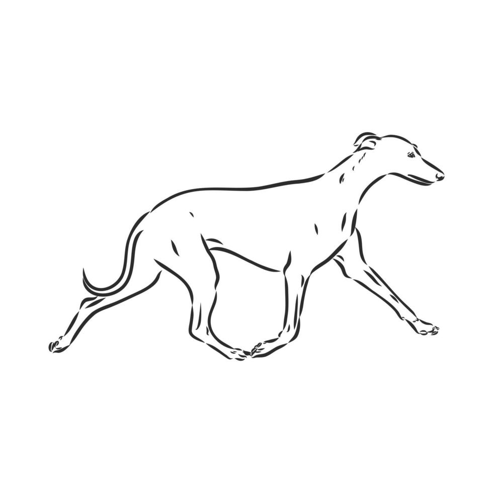 greyhound vector sketch