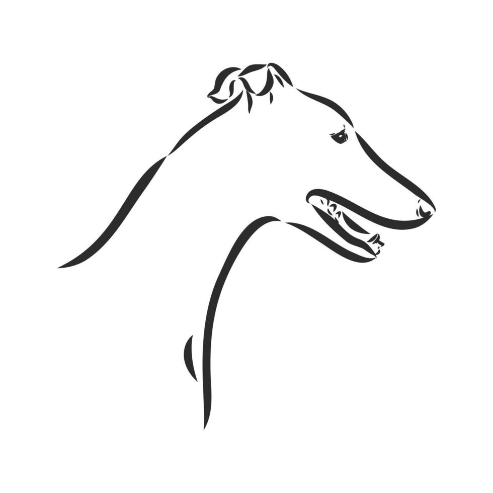 greyhound vector sketch