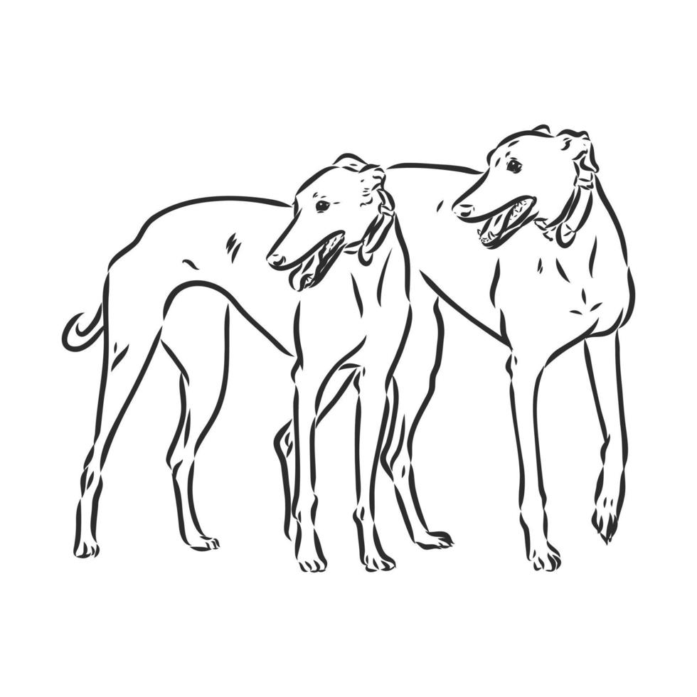 greyhound vector sketch