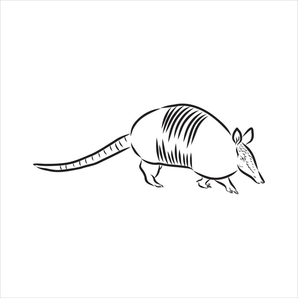 bosquejo del vector animal armadillo