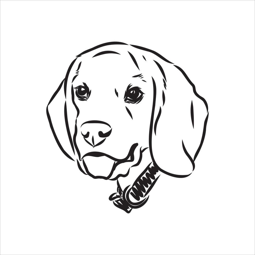 beagle dog vector sketch