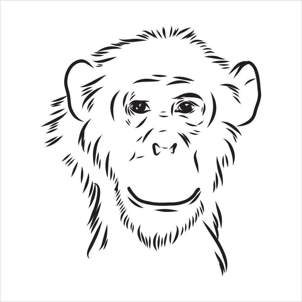 dibujo vectorial de chimpancé vector