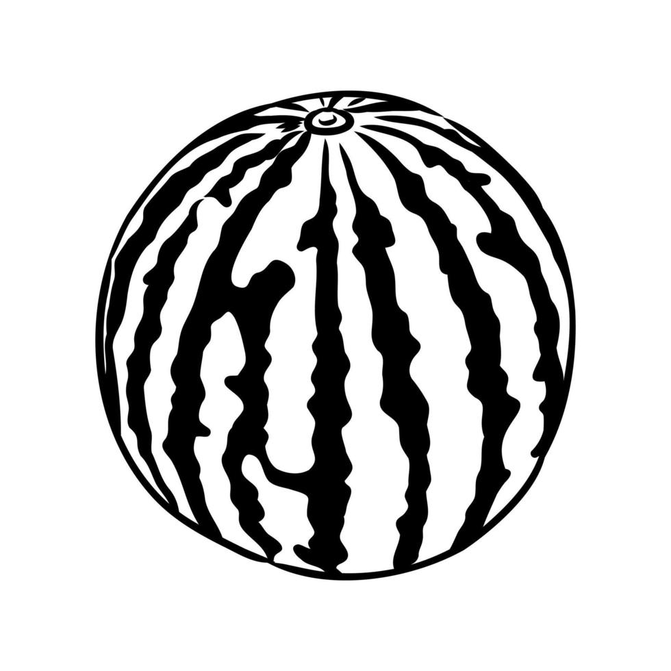 watermelon vector sketch