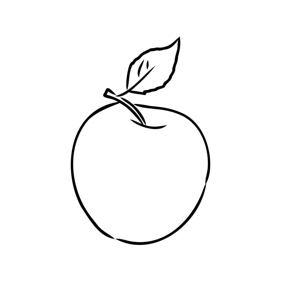 apple vector sketch