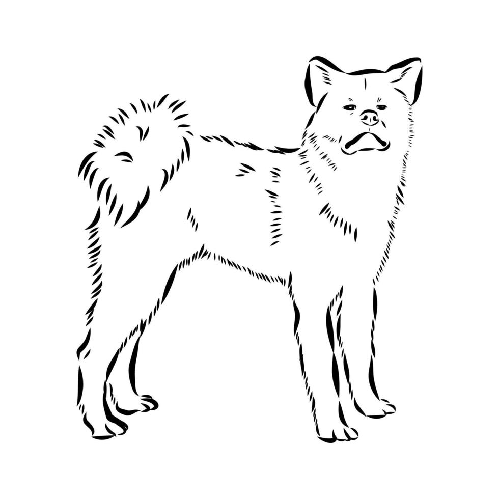 akita inu dog vector sketch