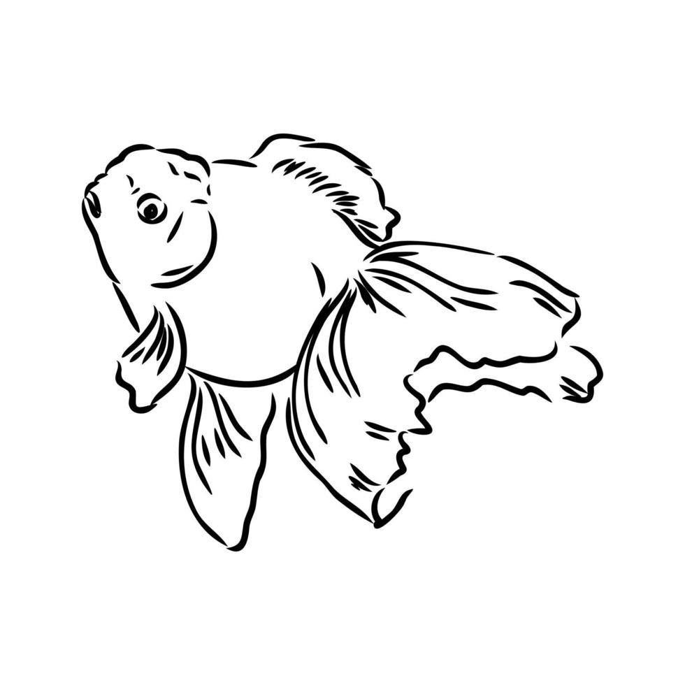 aquarium fish vector sketch