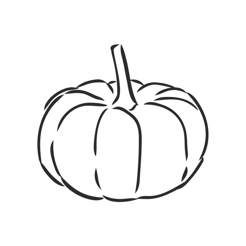 pumpkin vector sketch