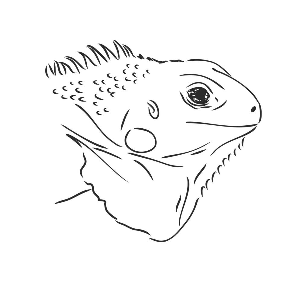 dibujo vectorial de iguana vector