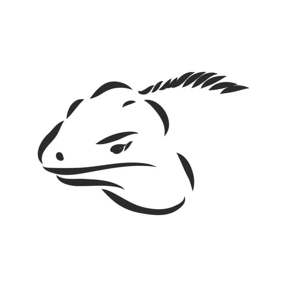 iguana vector sketch