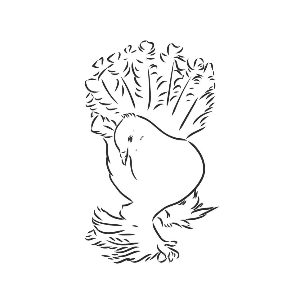 purebred pigeon vector sketch