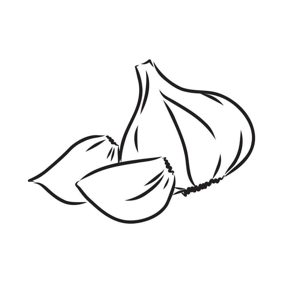 garlic vector sketch