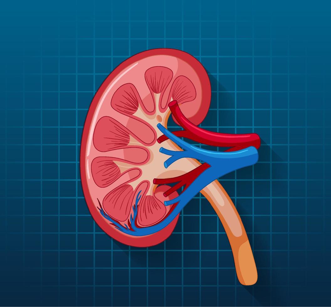 Human internal organ with kidney vector