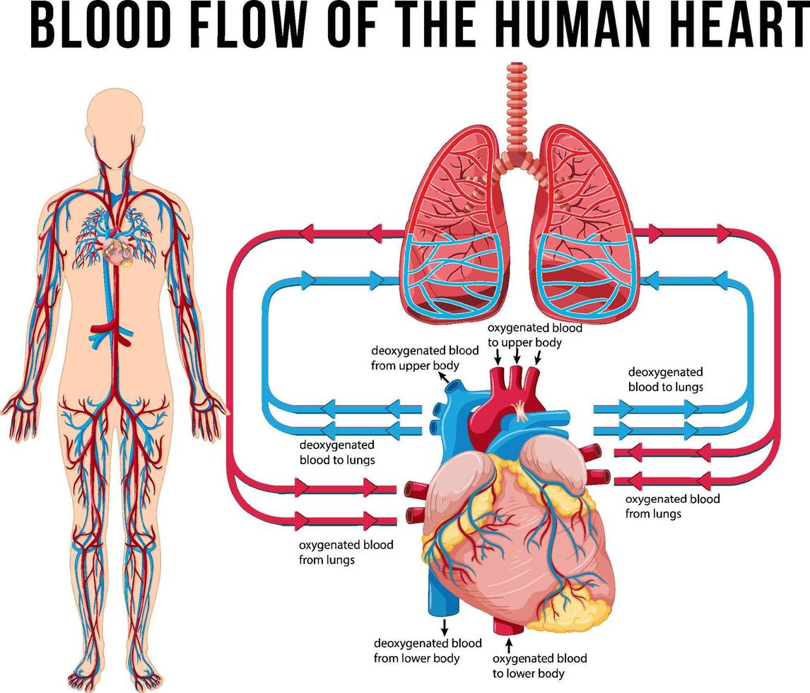 diagrama que muestra el flujo sanguíneo del corazón humano vector