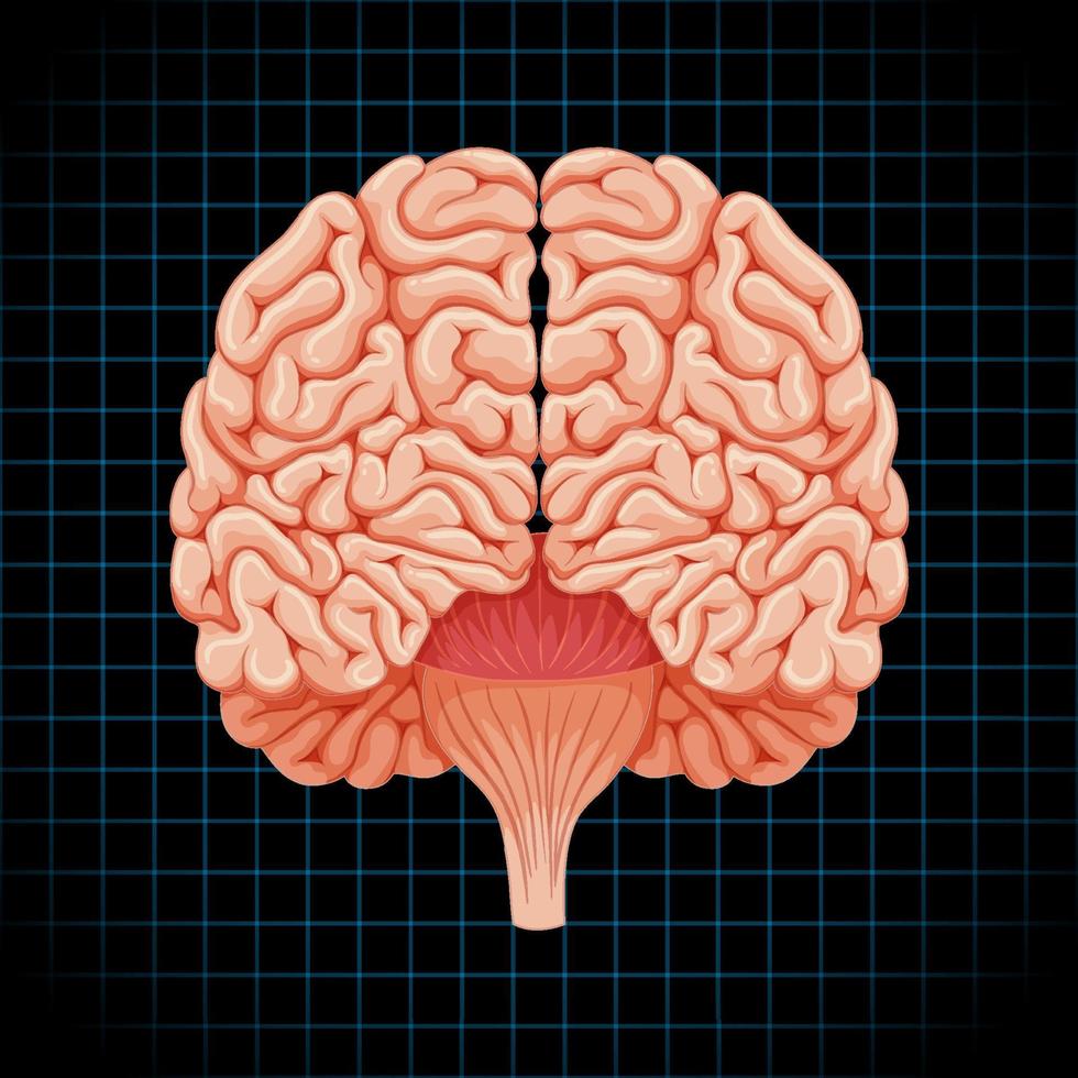 Human internal organ with brain vector