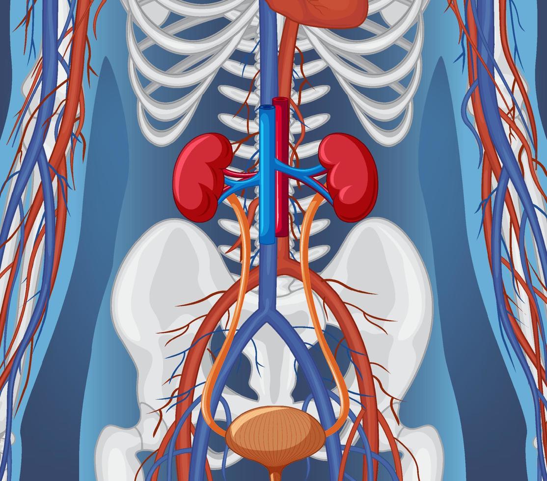 X-ray of human body with internal organs vector