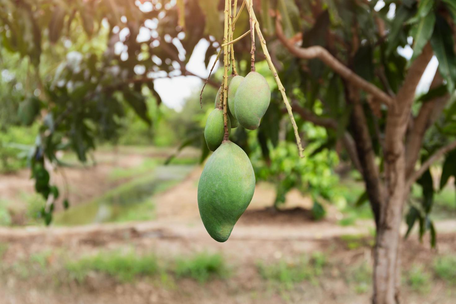 mango verde fresco colgado en el árbol de mango en una granja de jardín. foto