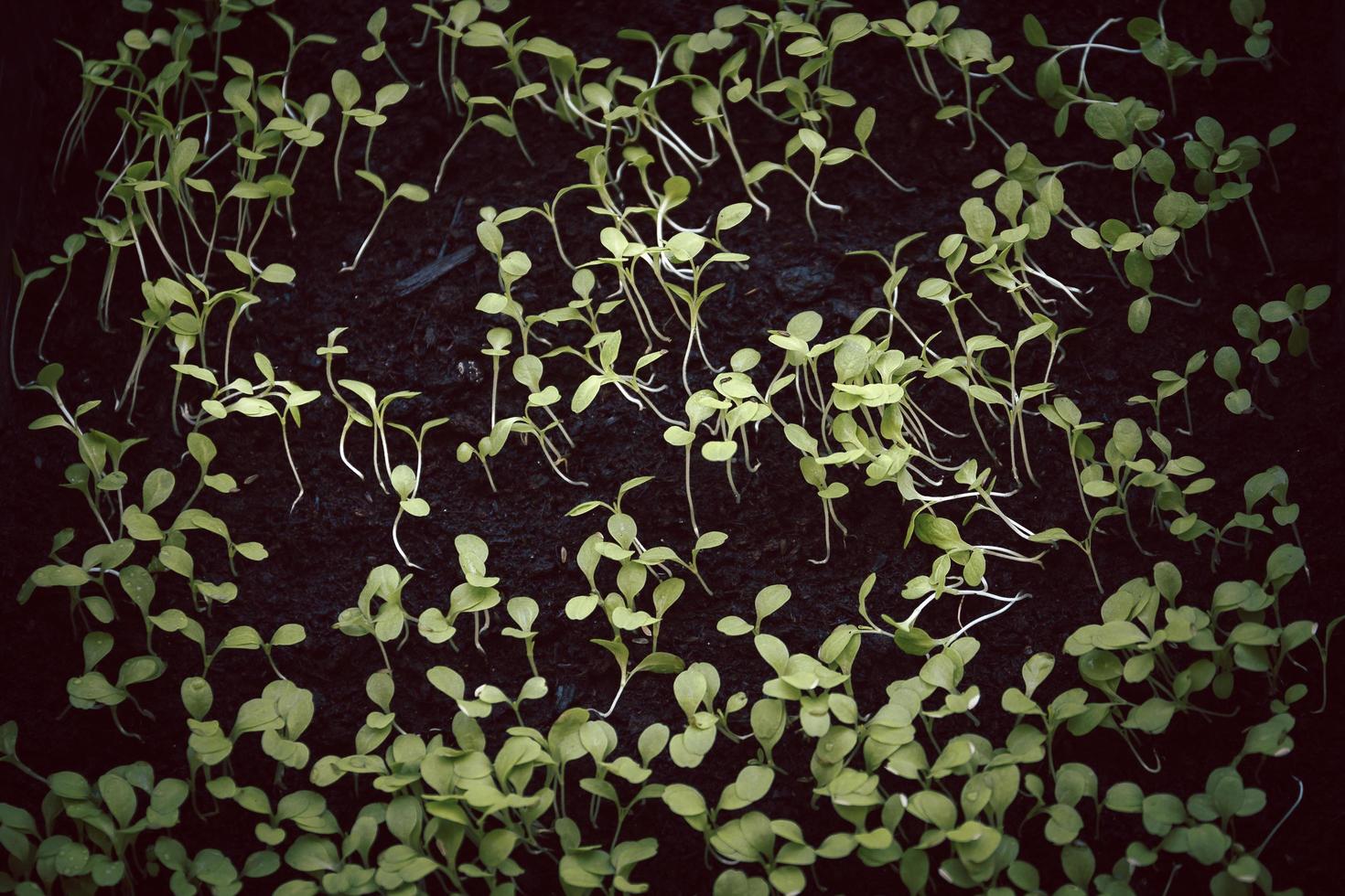 Young organic green sprouts in black plastic tray. photo