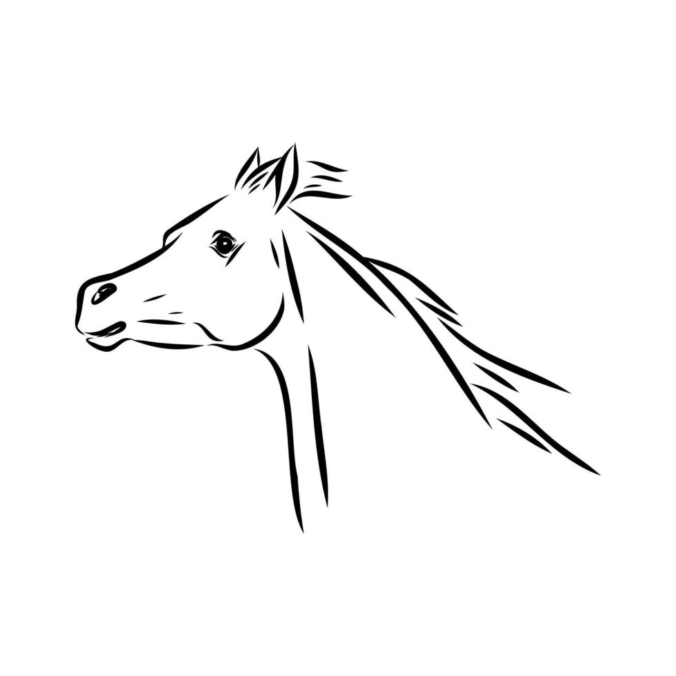 dibujo vectorial de caballo árabe vector