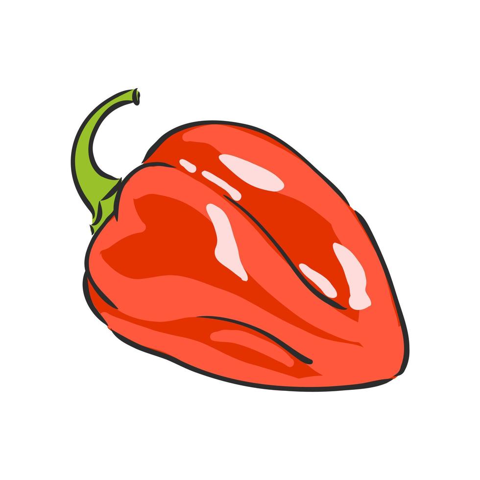 paprika vector sketch