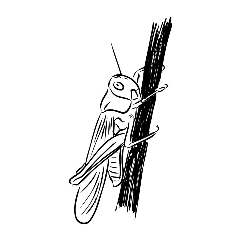 locust vector sketch