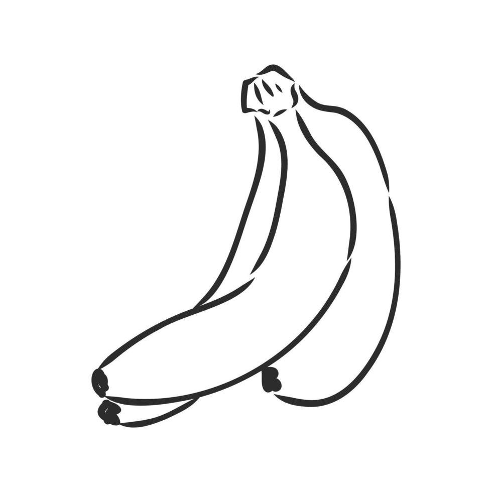 banana vector sketch