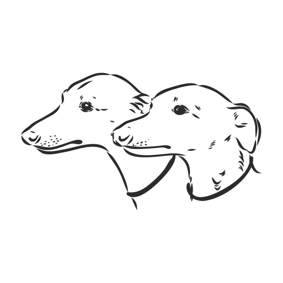 greyhound vector sketch