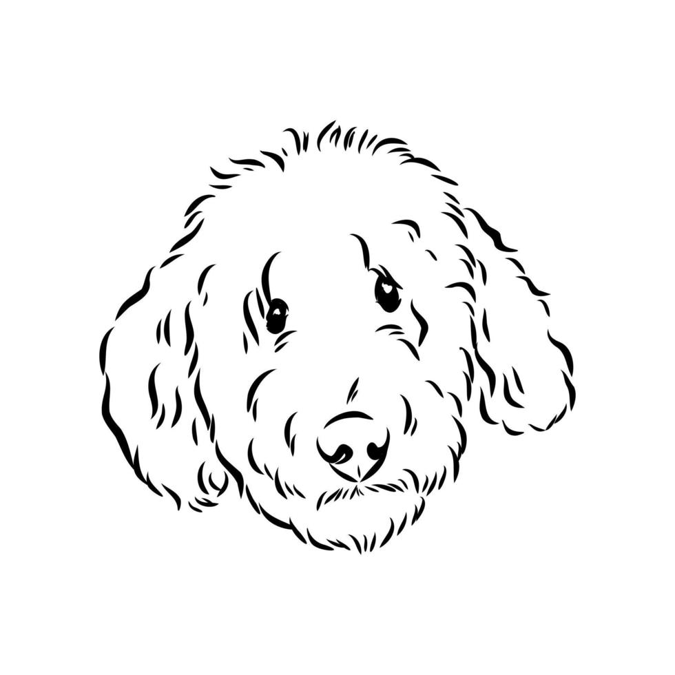 australian poodle vector sketch