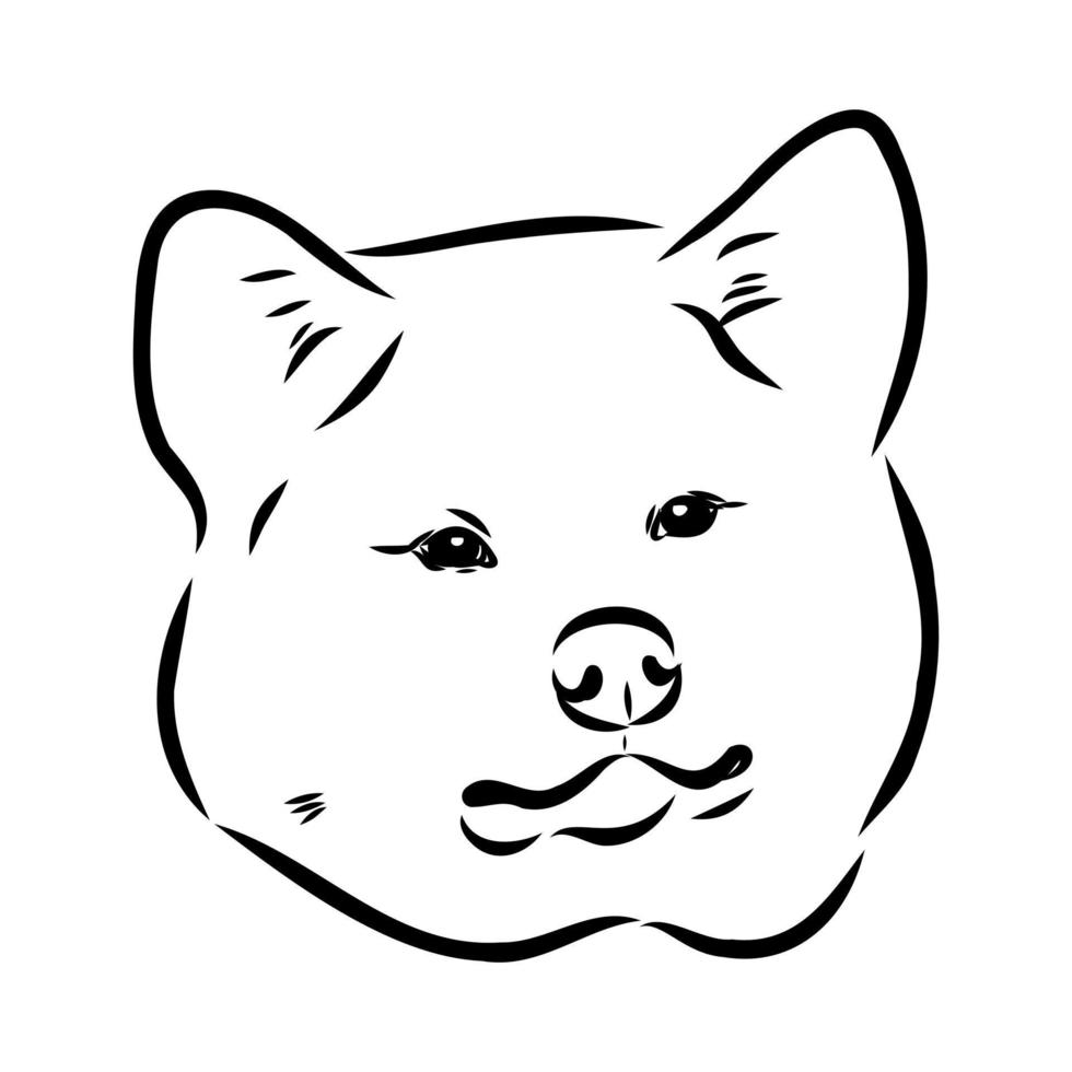 boceto vectorial de perro akita inu vector