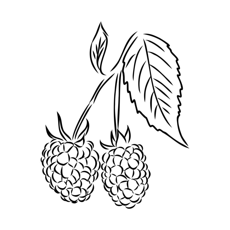 raspberry vector sketch