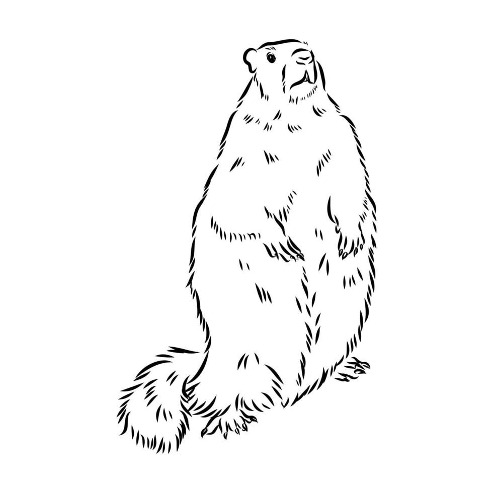 groundhog vector sketch