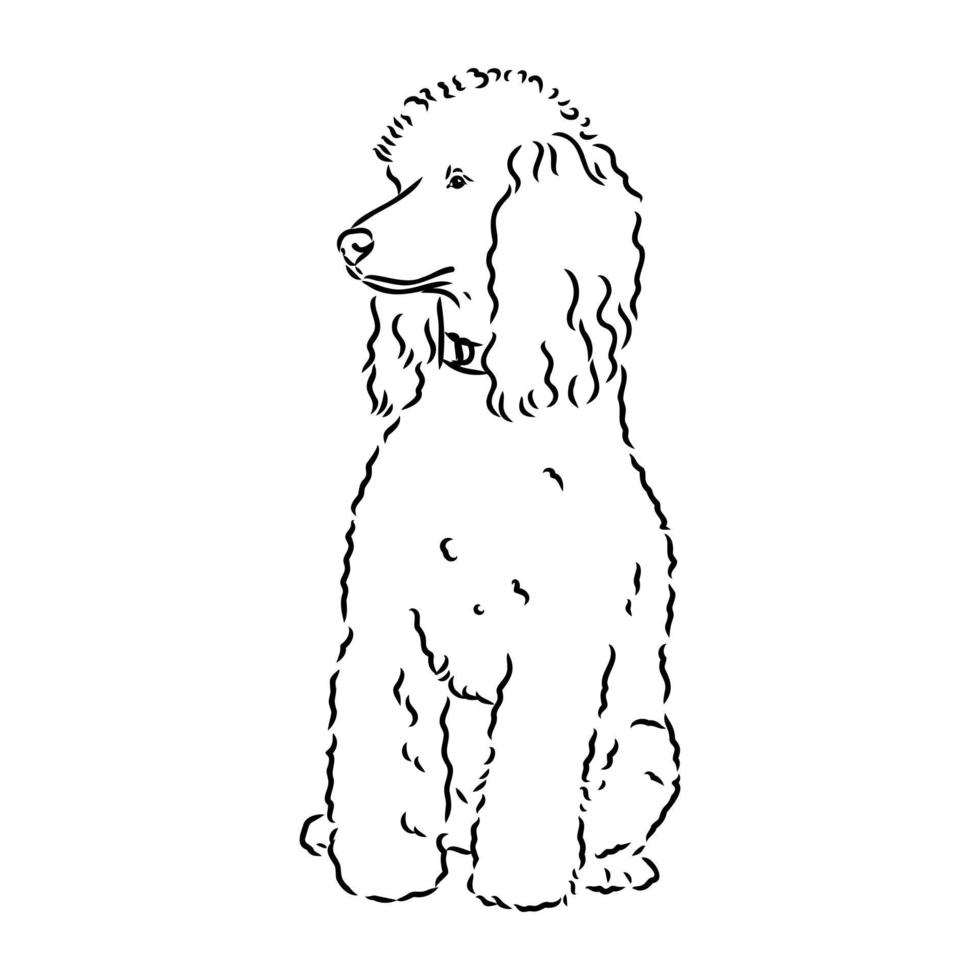 poodle dog vector sketch