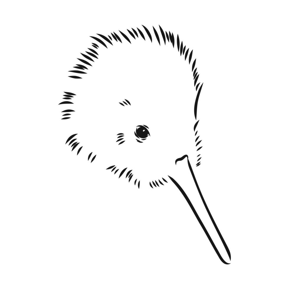 kiwi bird vector sketch