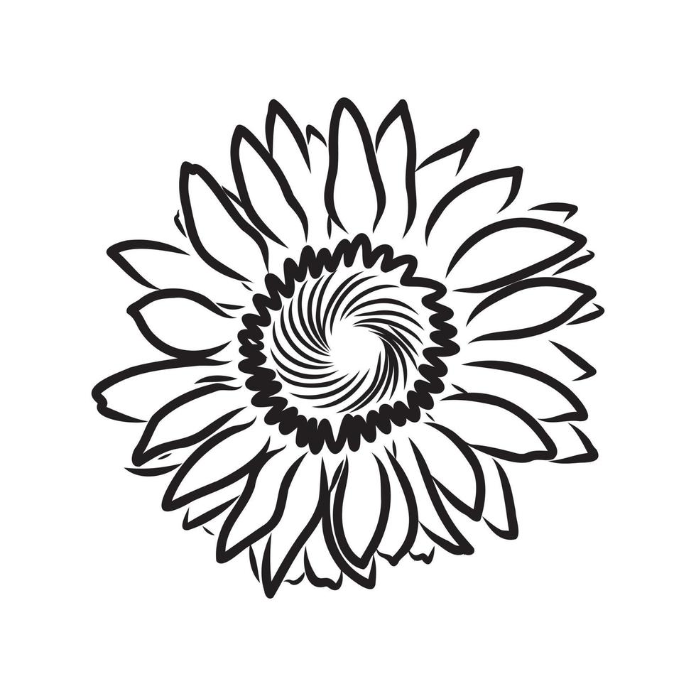 dibujo vectorial de semillas de girasol vector