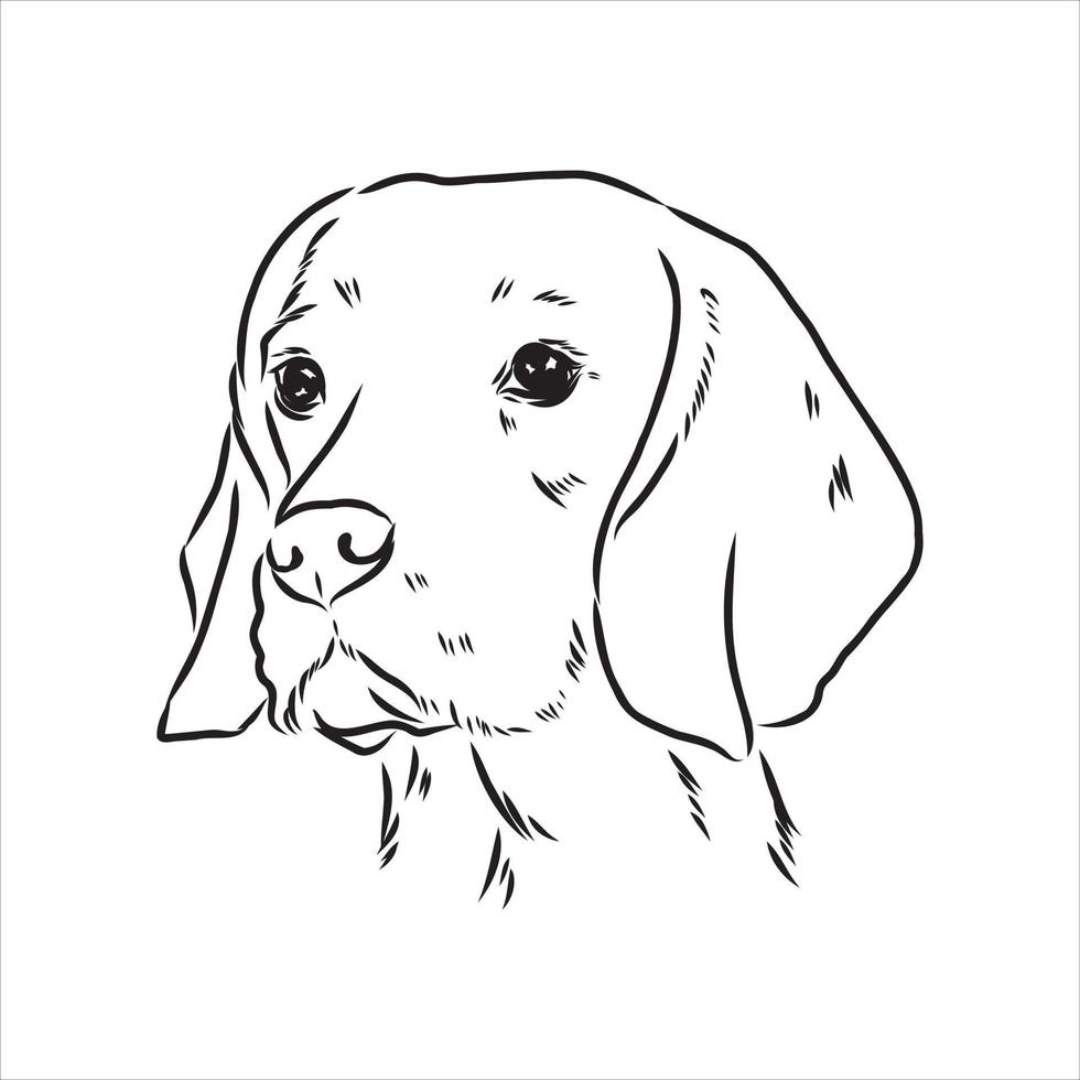 beagle dog vector sketch