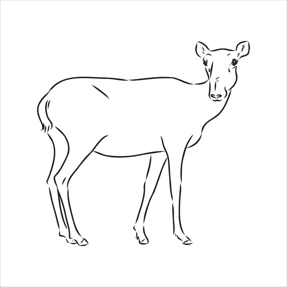saiga vector sketch