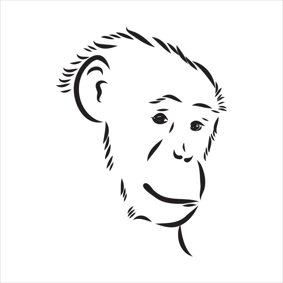 dibujo vectorial de chimpancé vector