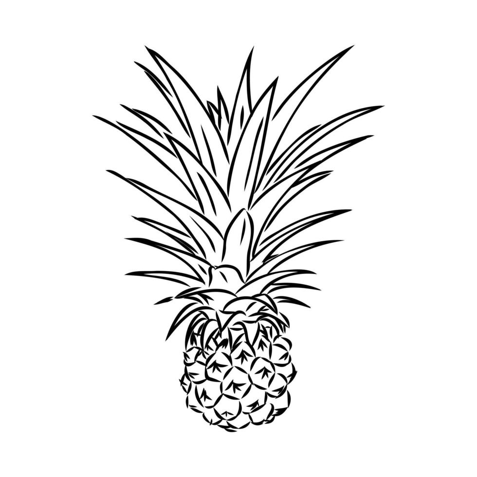 dibujo vectorial de piña vector