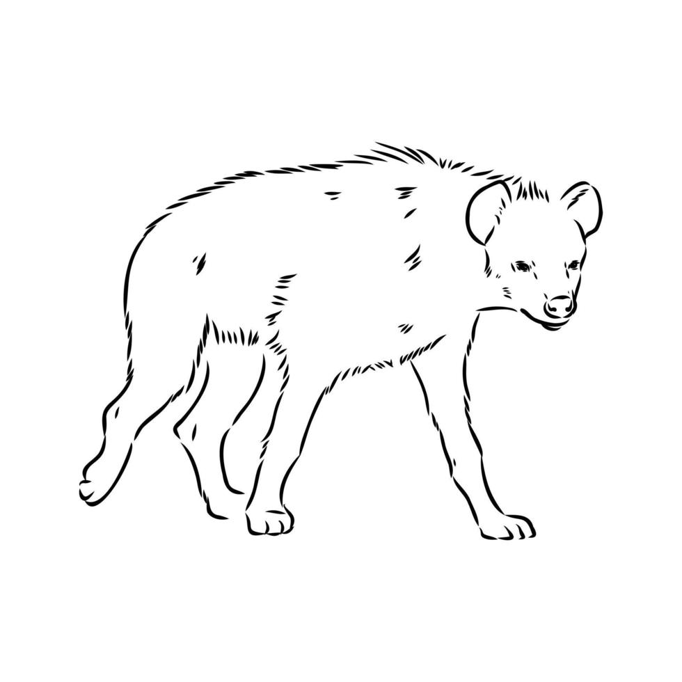 hyena vector sketch