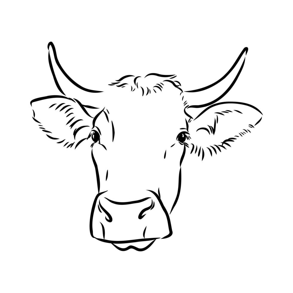 cow vector sketch