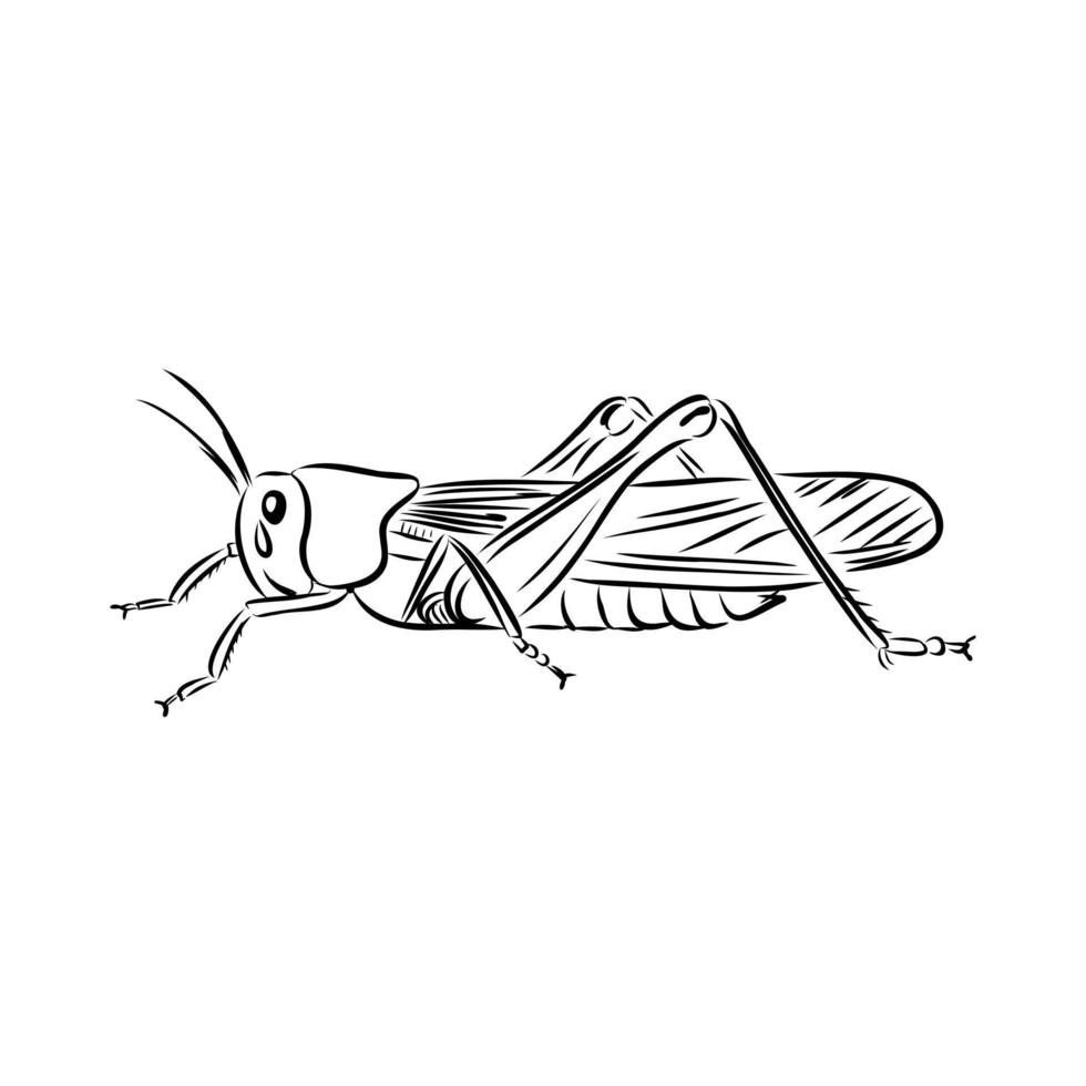 locust vector sketch