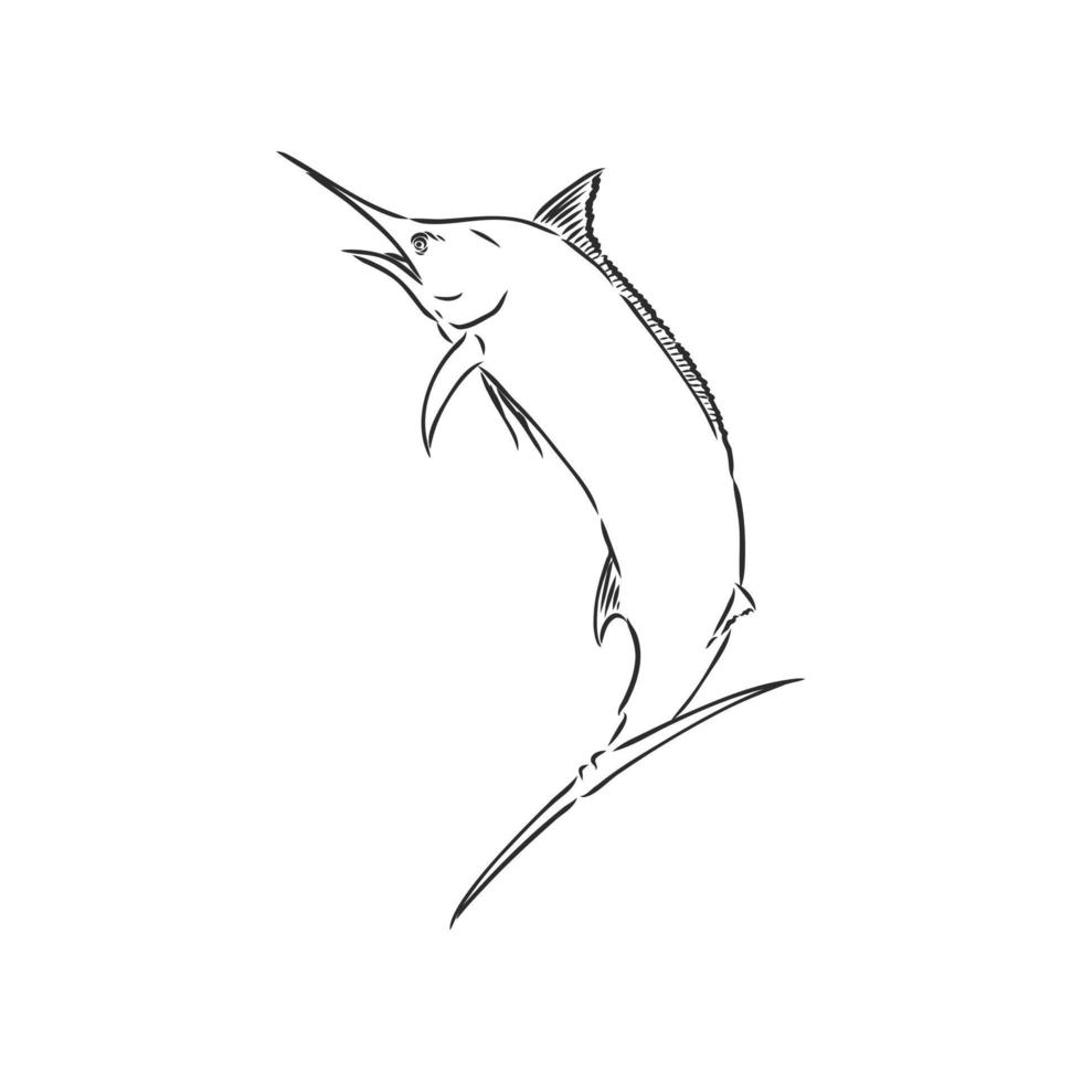 marlin fish vector sketch