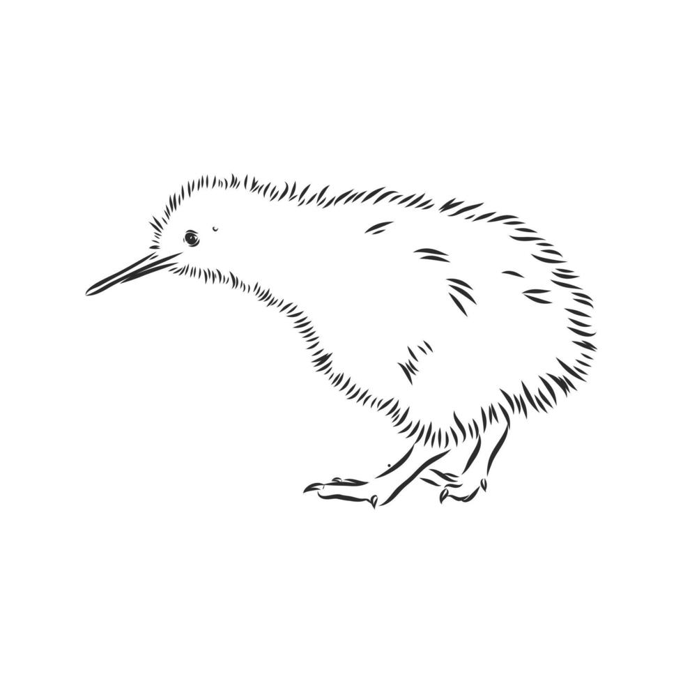 bosquejo del vector del pájaro del kiwi