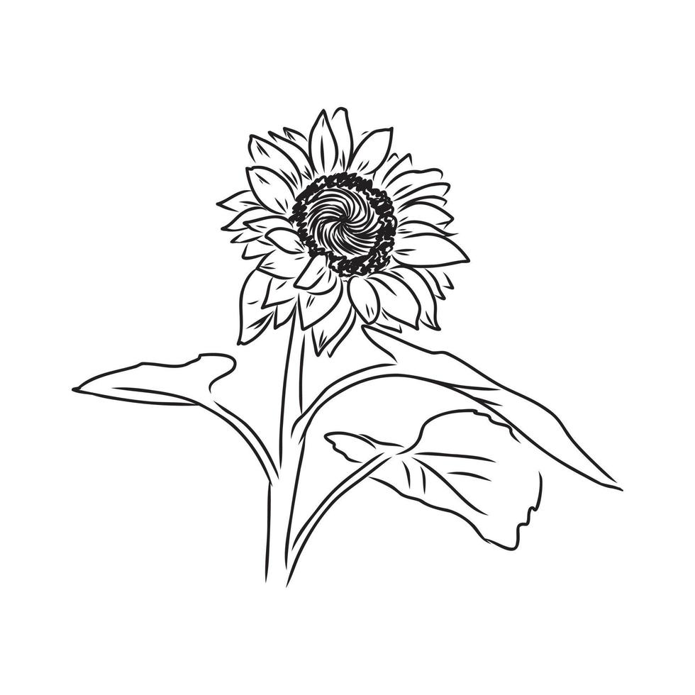 sunflower seeds vector sketch