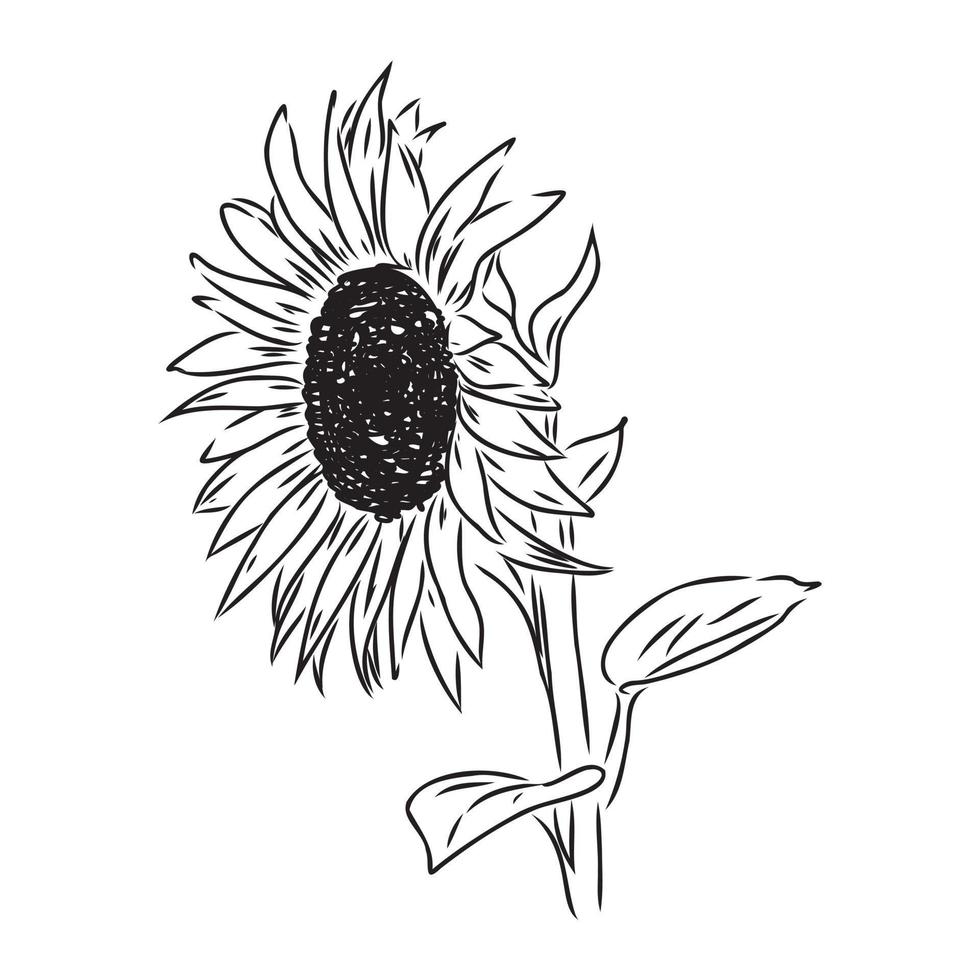 sunflower seeds vector sketch