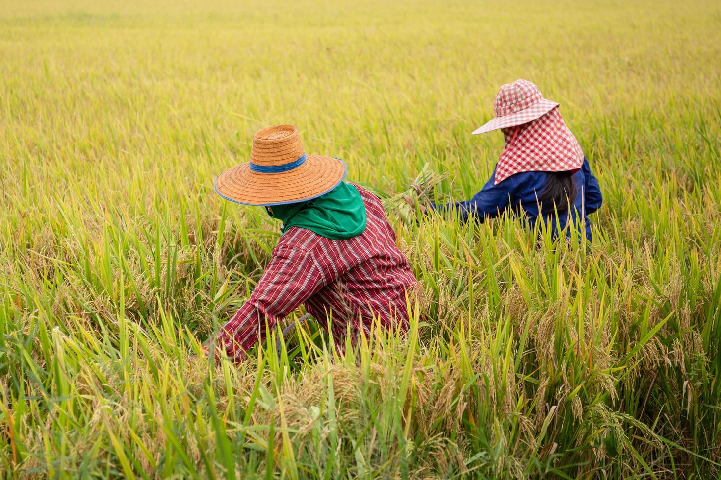 Two Asian farmers harvesting organic paddy rice in Thailand. photo