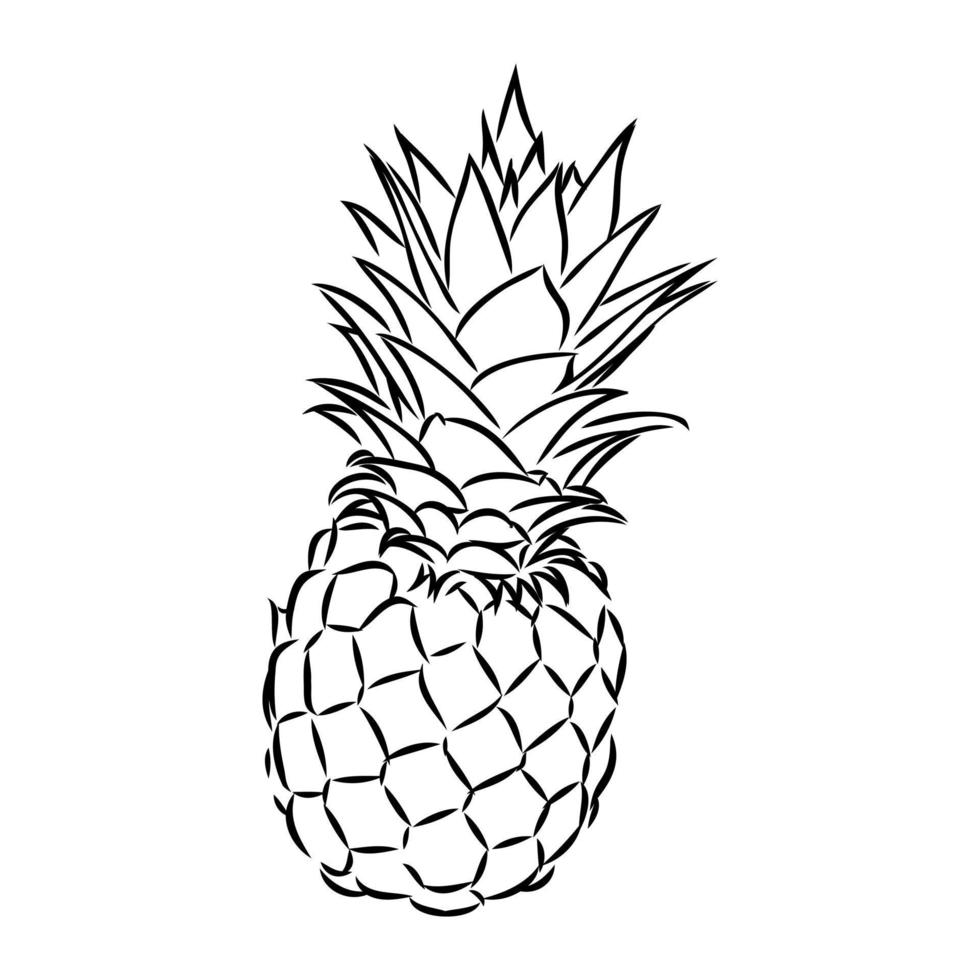 dibujo vectorial de piña vector