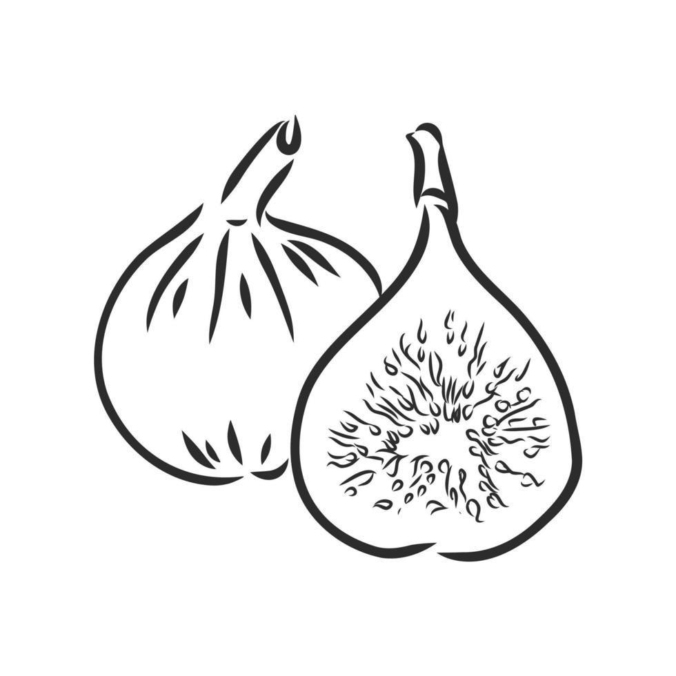 fig vector sketch