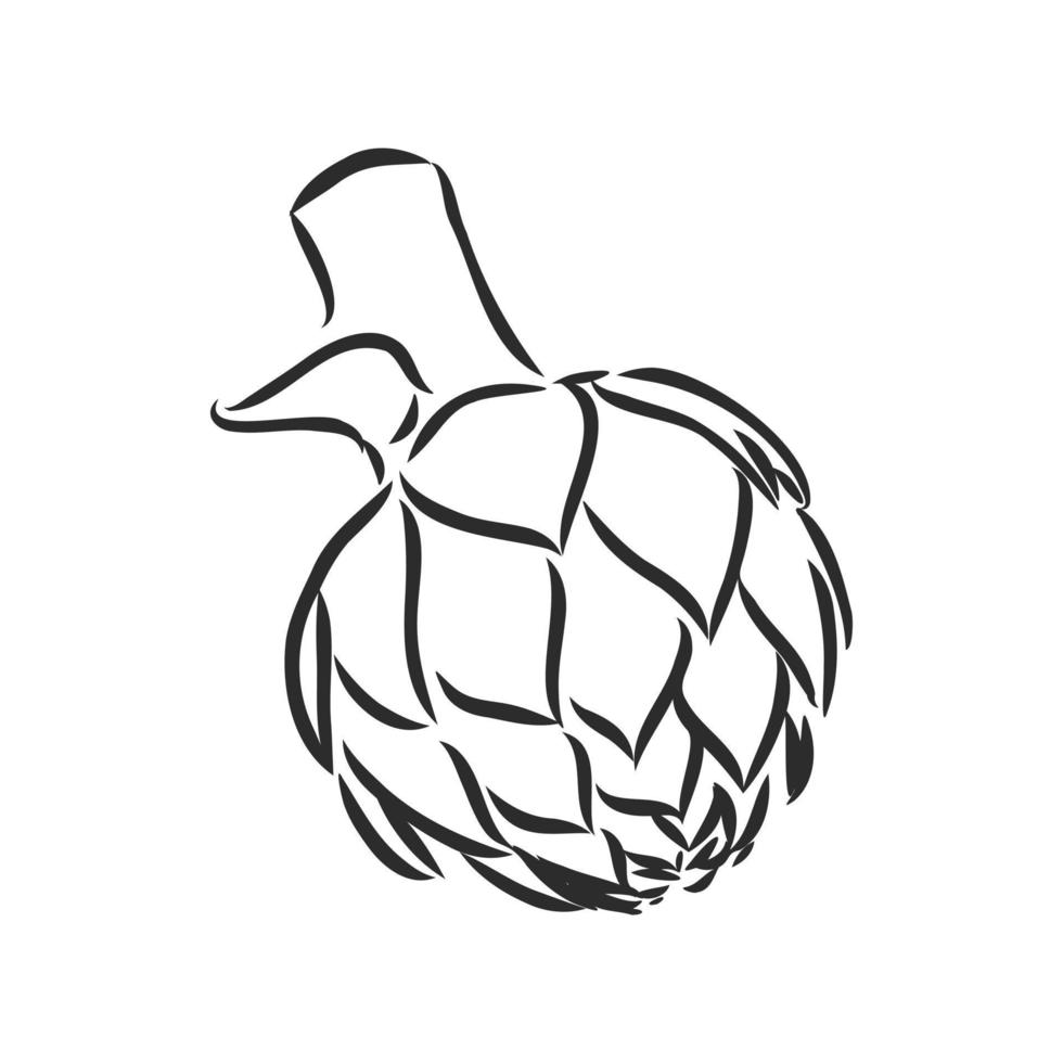 artichoke vector sketch