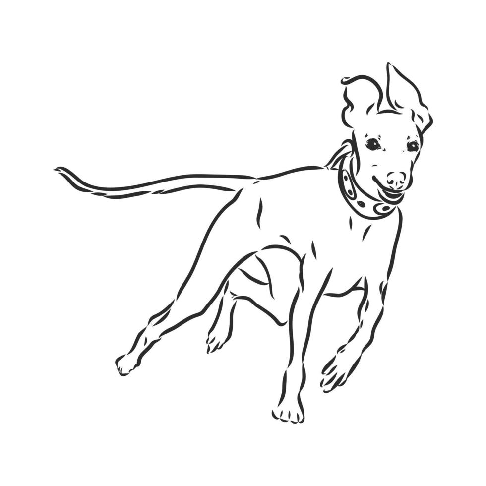 greyhound vector sketch