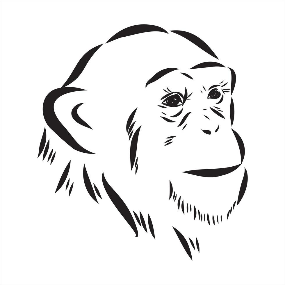 chimpanzee vector sketch